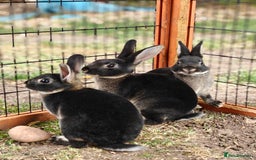 Rex rabbits for sale: Mini Rex Buck - Image 20