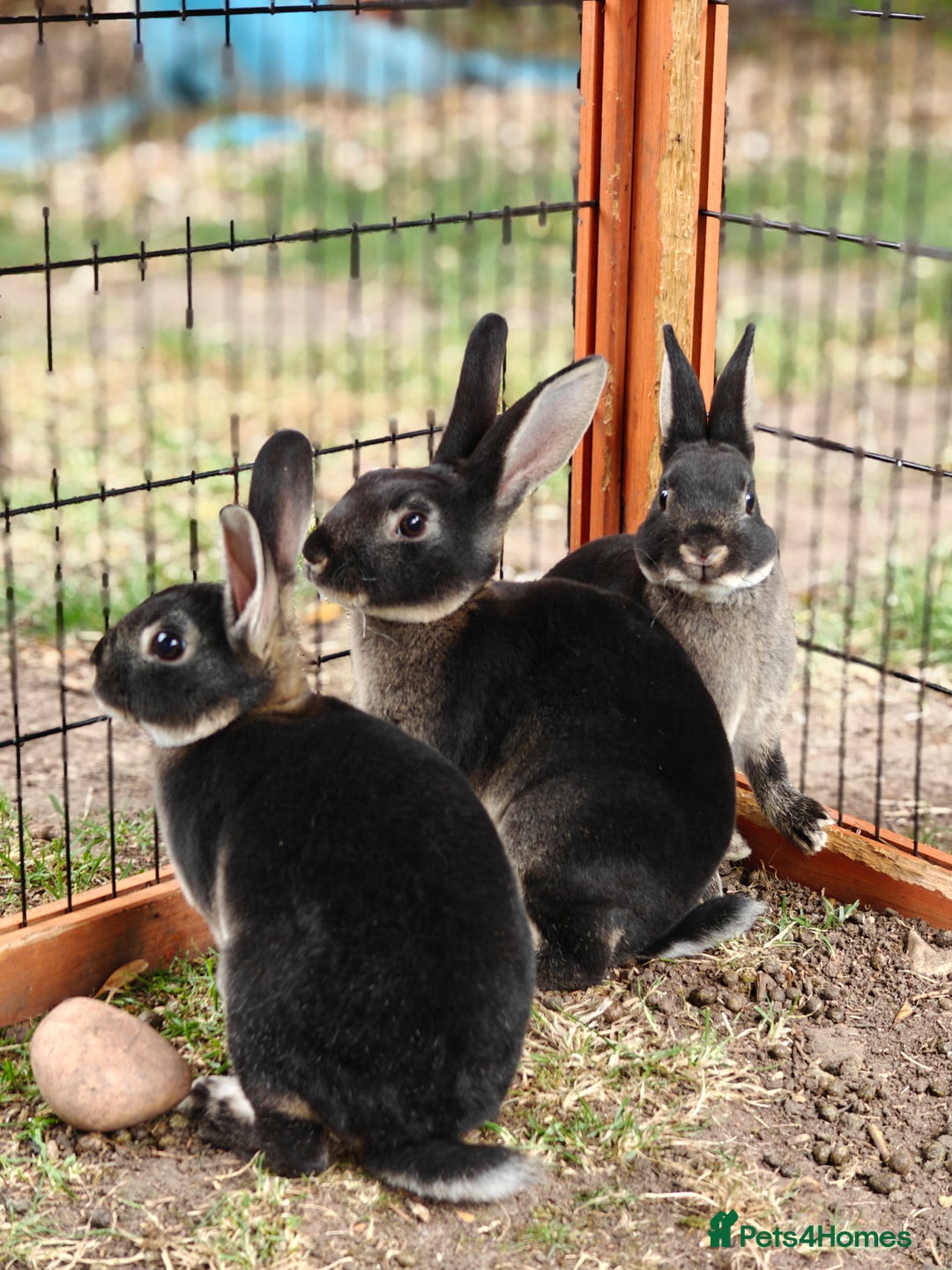 Rex rabbits for sale: Mini Rex Buck - Image 20