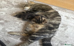 Bengal cats for sale: Bengal cross kittens one grey boy one brown girl - Image 10