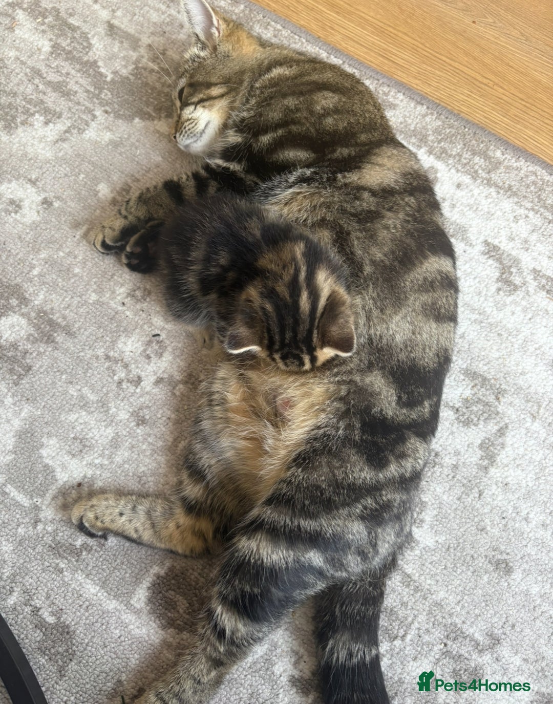 Bengal cats for sale: Bengal cross kittens one grey boy one brown girl - Image 10