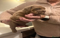 English Bulldog dogs for sale: Stunning KC registered English Bulldogs 4 left - Image 6