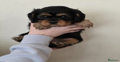 Cavalier King Charles Spaniel dogs - Advert 12