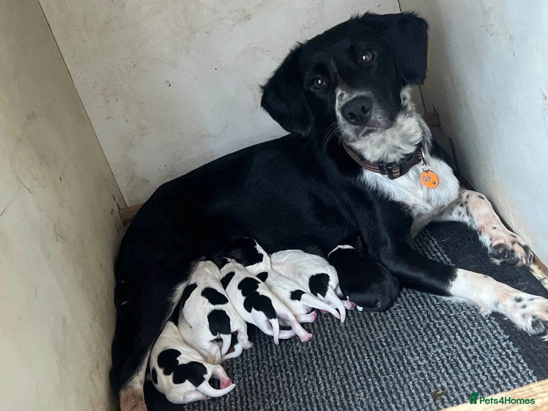 Mixed Breed dogs for sale: Beautiful mixed breed pups  in Chichester - Advert 1