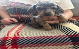 Miniature Dachshund dogs for sale: Miniature dachshund  - Image 3