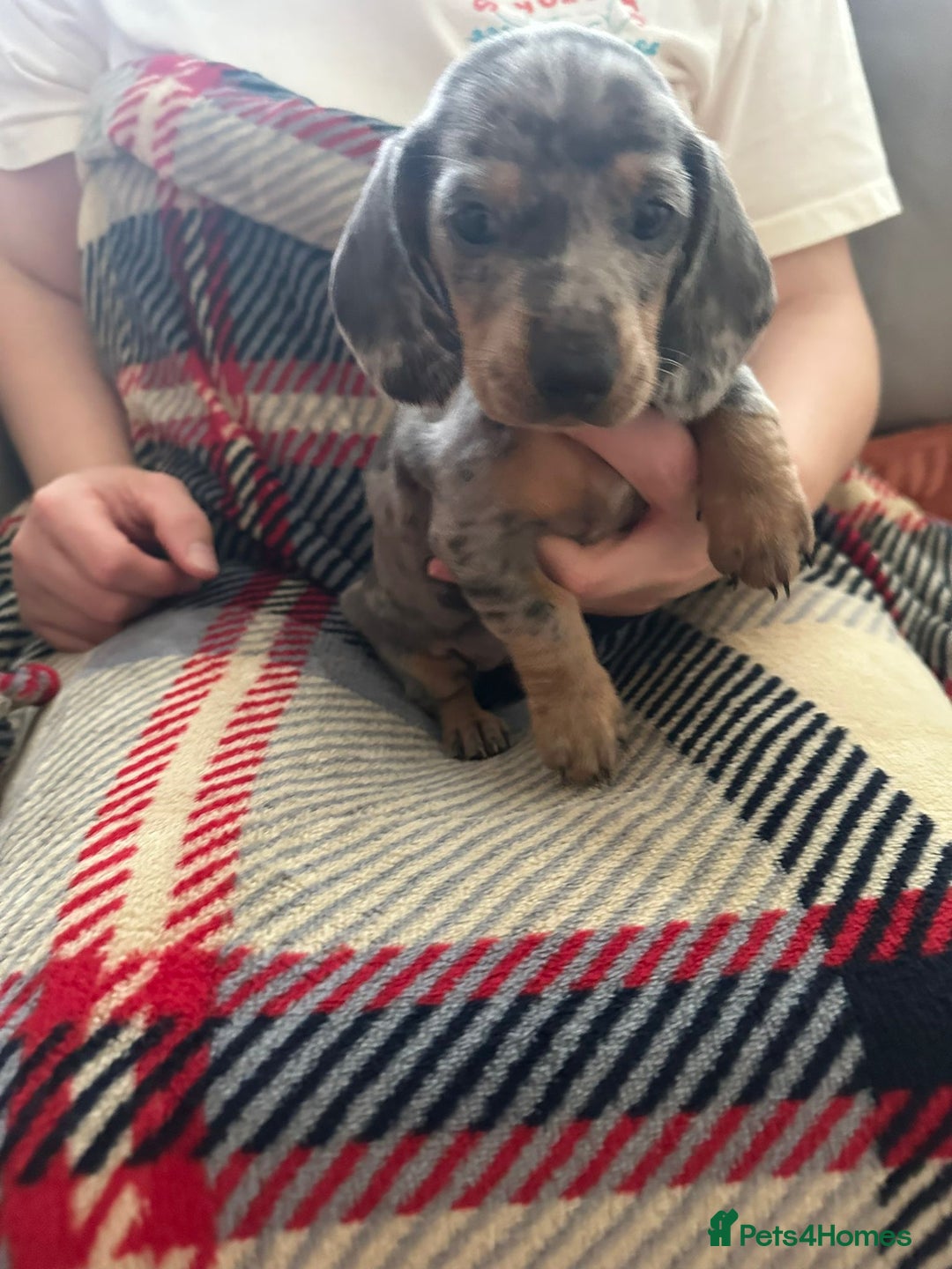 Miniature Dachshund dogs for sale: Miniature dachshund  - Image 3