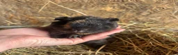 Guinea Pig rodents for sale: Friendly Young Guineapigs  - Advert 3
