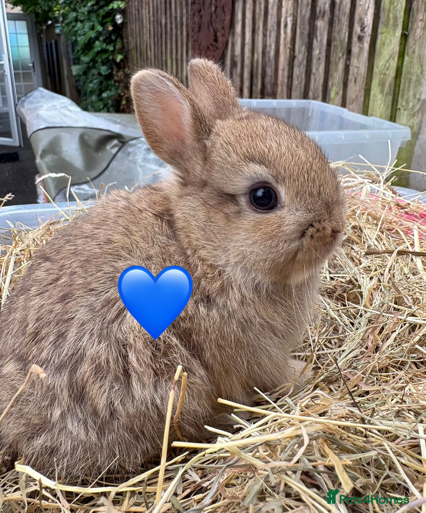 Netherland Dwarf rabbits Pure Netherland Dwarf Babies  - Advert 7
