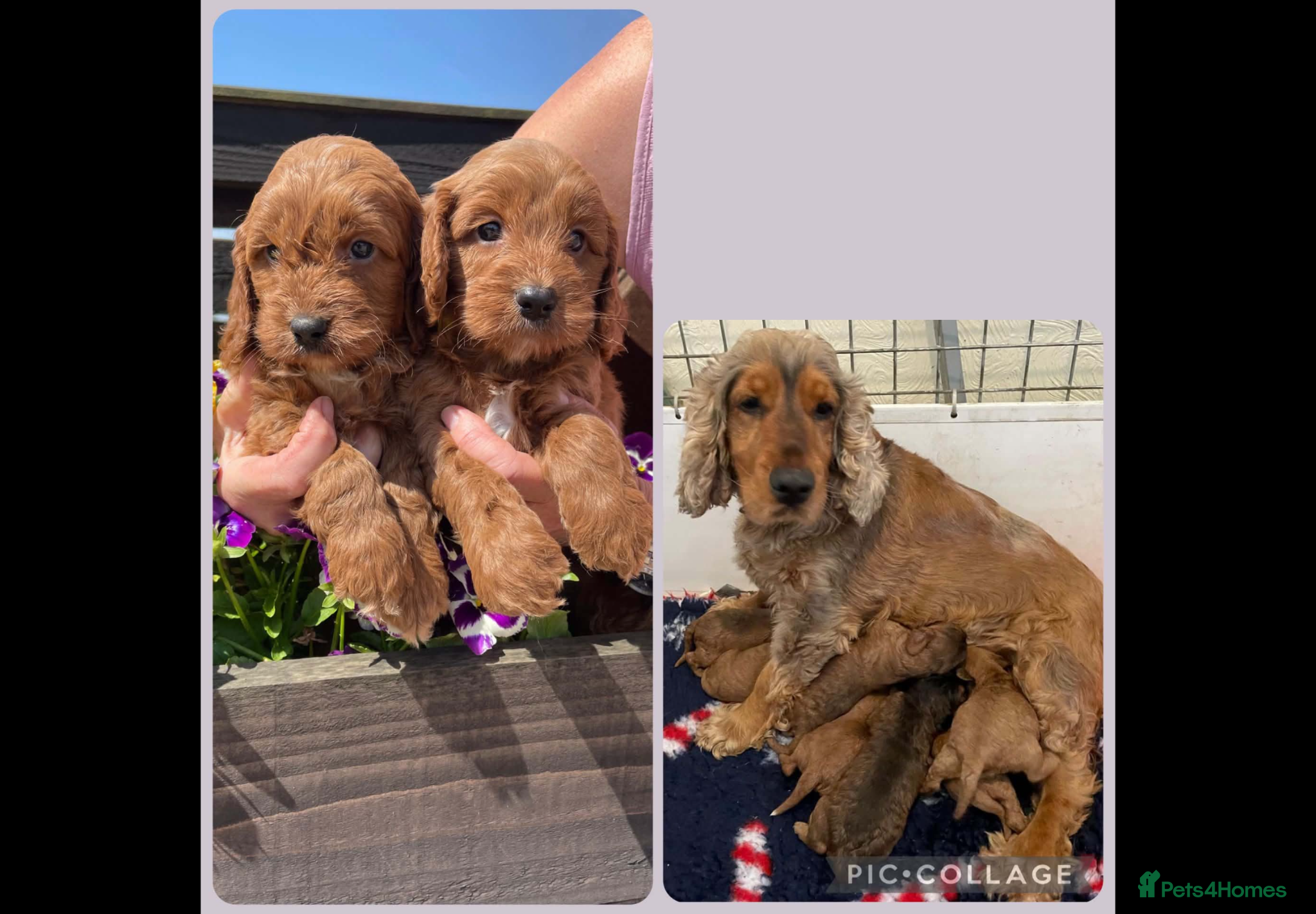 Cockapoo dogs COCKERPOO PUPS FROM 5 STAR LICENSED HOME BREEDER - Advert 1