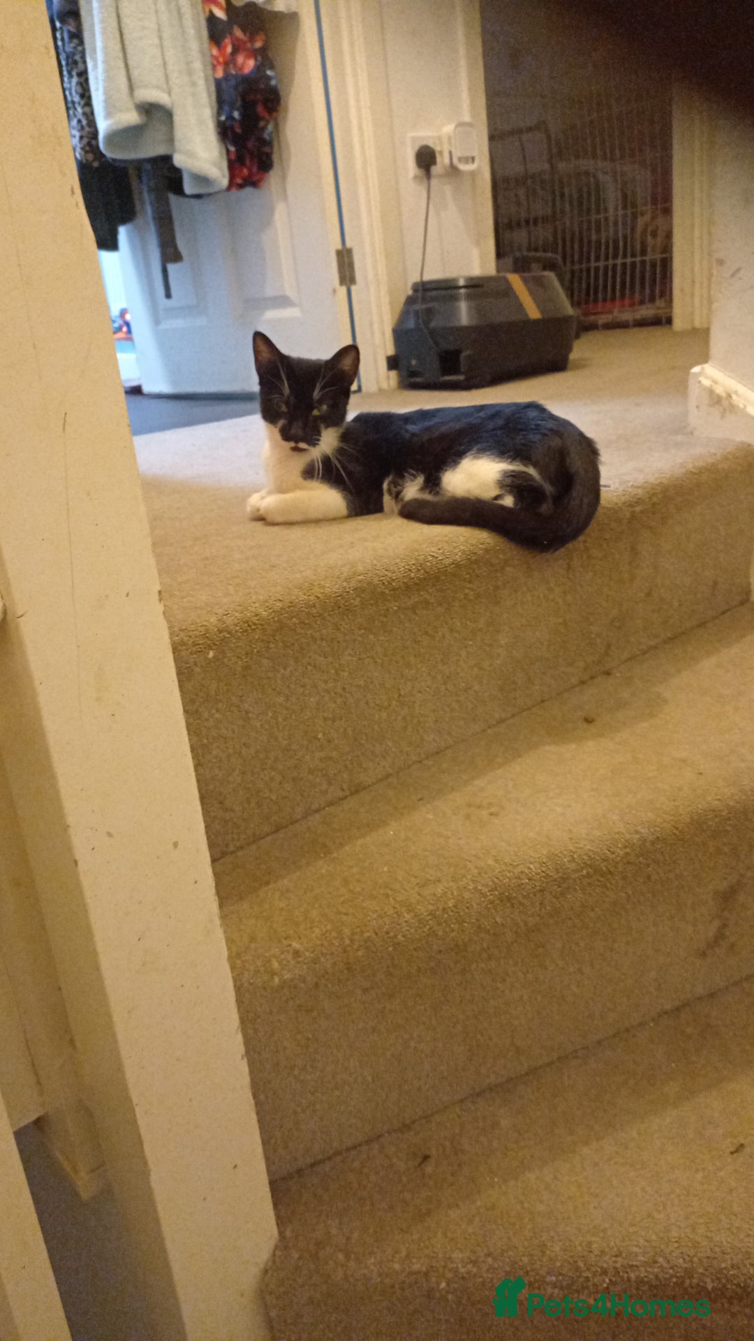 Mixed Breed cats for sale: Stunning British short hair x - Advert 1