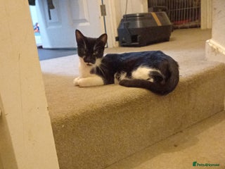 Mixed Breed cats Stunning British short hair x - Advert 1