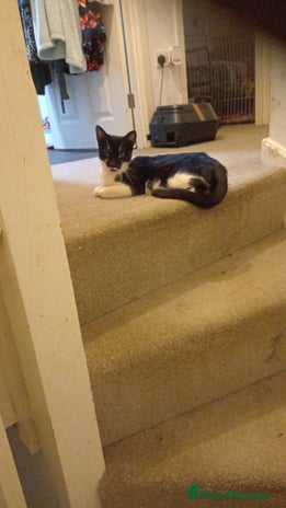 Mixed Breed cats Stunning British short hair x - Advert 2