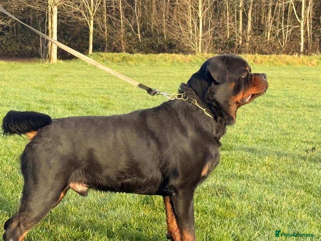 Rottweiler dogs for stud: Top quality health tested kc male German X serbian - Advert 10
