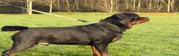 Rottweiler dogs for stud: Top quality health tested kc male German X serbian - Advert 15