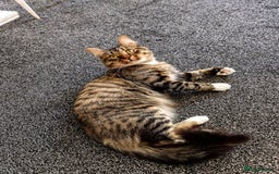 Dwelf cats for sale: I am looking for a good home for a male cat. - Image 1