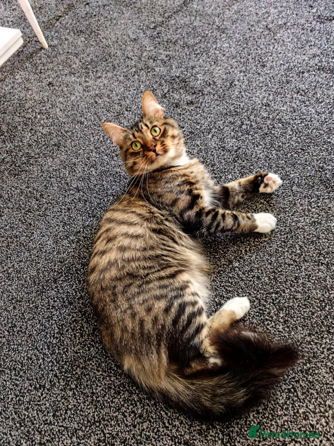 Dwelf cats for sale: I am looking for a good home for a male cat. - Image 1
