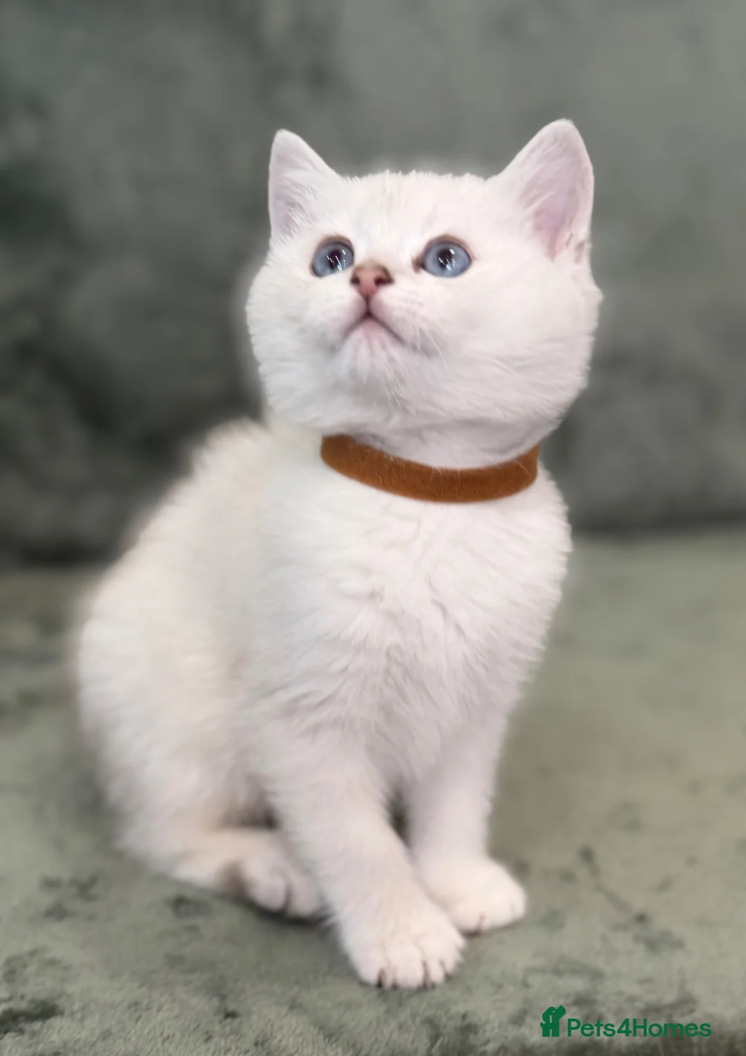 British Shorthair cats for sale: BSH golden point adorable kittens TICA  - Advert 2