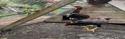 Chickens poultry for sale: O-Shamo Hens and Cockerels in Bridgwater - Advert 13