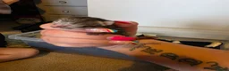 Mixed Breed cats for sale: Litter mixed breed  - Advert 5