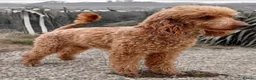 Cockapoo dogs for sale: Sable cockapoos, health tested parents  in Mansfield - Advert 4