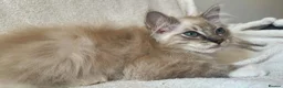 Ragdoll cats for sale: TICA Registered Males Available  - Advert 10