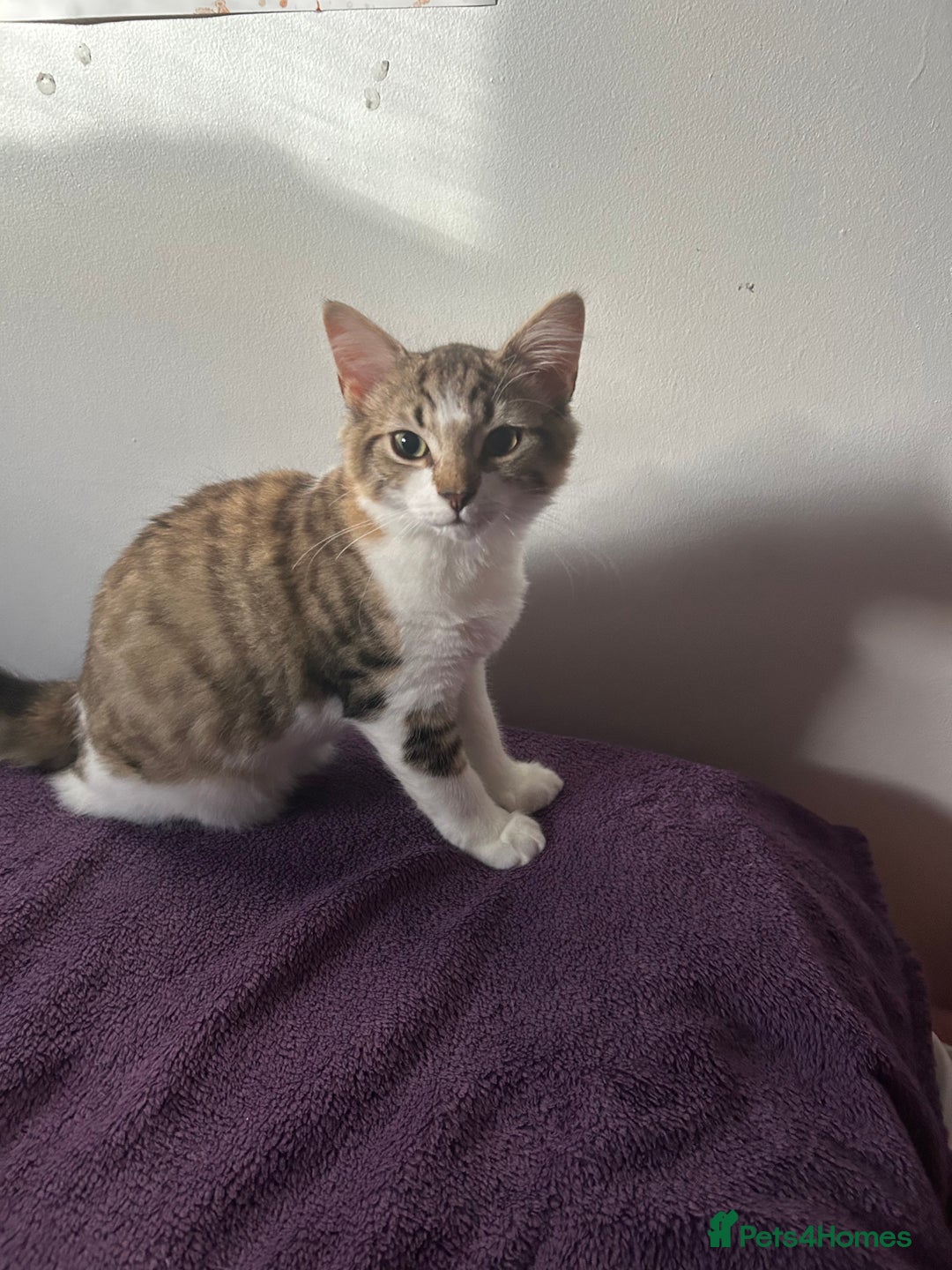 Mixed Breed cats for sale: Mixed Main coon and Tabby - Advert 7