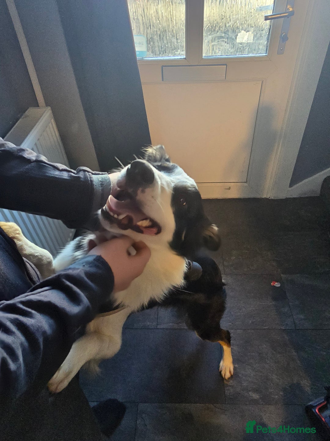 Border Collie dogs for sale: Border collie male tri colour  - Image 2