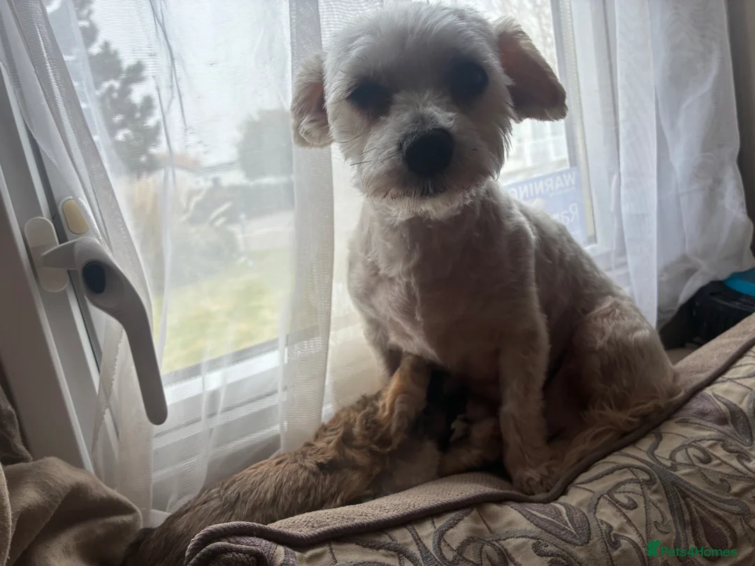 Mixed Breed dogs for sale: Boy ready to go  - Advert 2