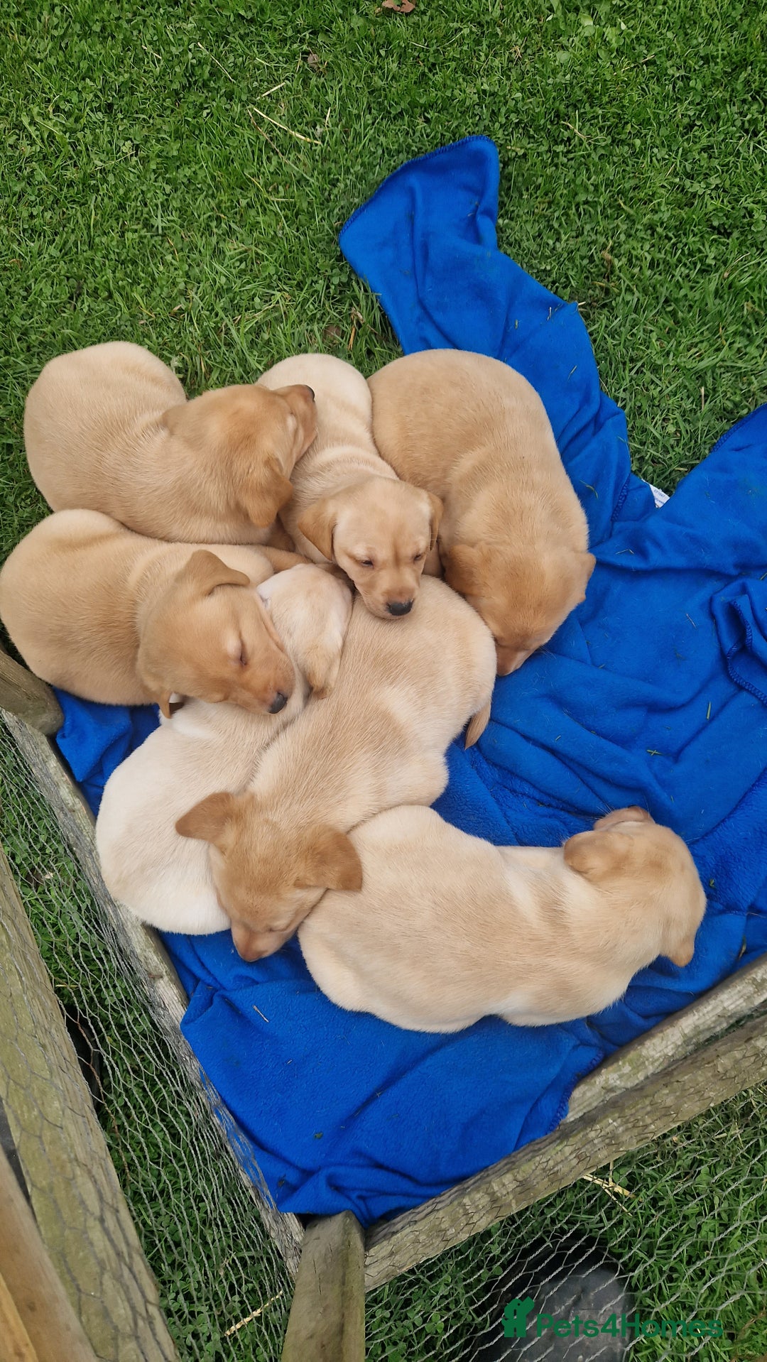 Labrador Retriever dogs for sale: Labrador puppies looking for 5* homes - Image 7