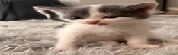Mixed Breed cats for sale: Kittens for sale  in Beckenham - Advert 2