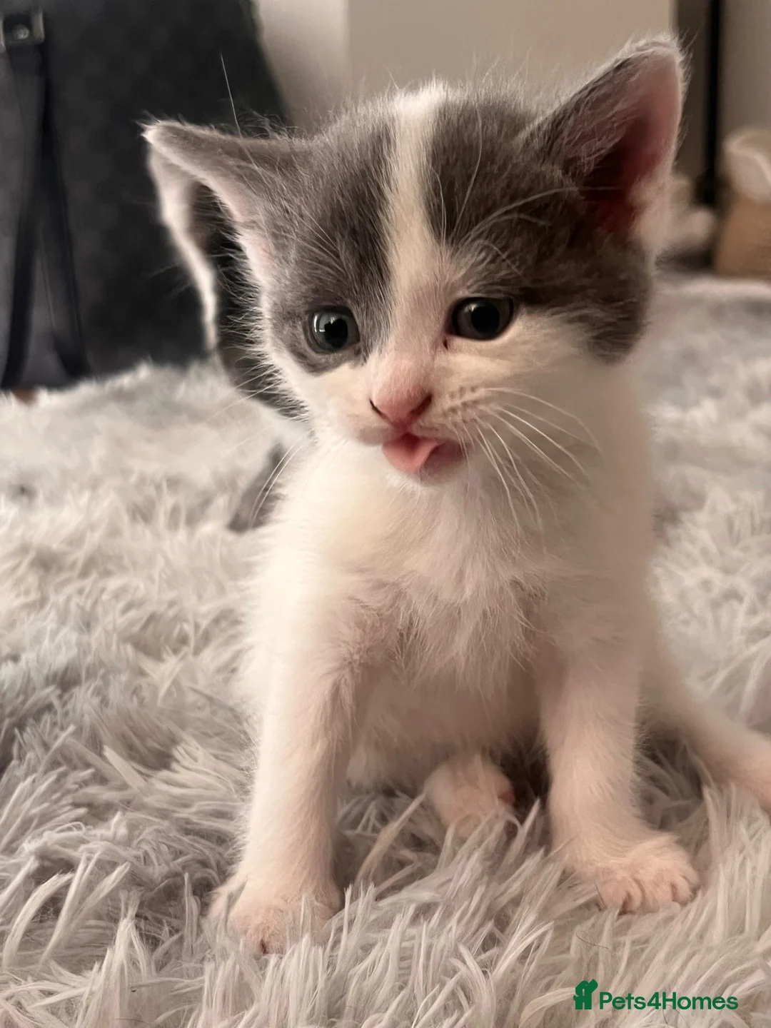 Mixed Breed cats for sale: Kittens for sale  in Beckenham - Advert 2