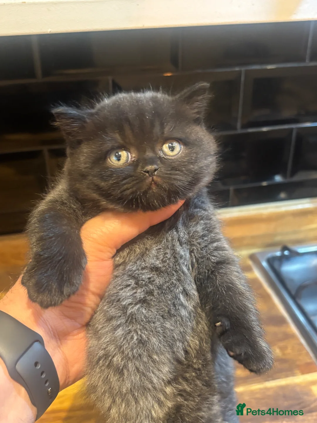 British Shorthair cats for sale: 4 beautiful healthy gorgeous chunky BSH  - Advert 2