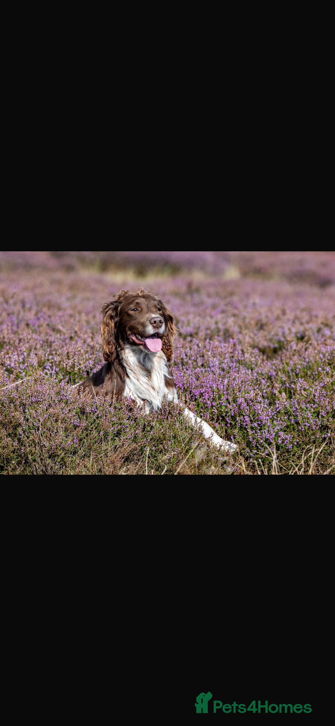 English Springer Spaniel dogs for sale: KC Registered English Springer Spaniels - Advert 3