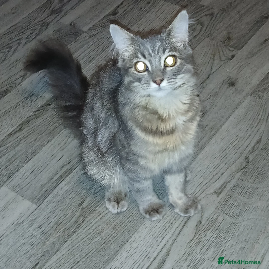 Siamese cats for sale: 6 month old kitten foe sale  - Advert 3