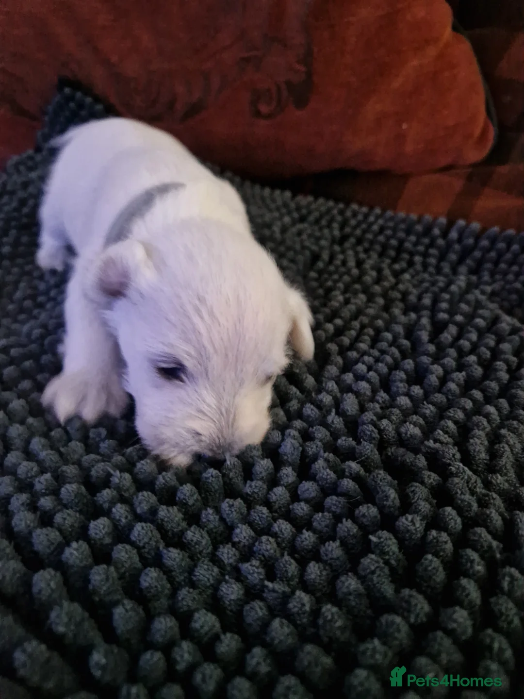 Miniature Schnauzer dogs for sale: Superb KC white minature schnauzer puppies  - Advert 18