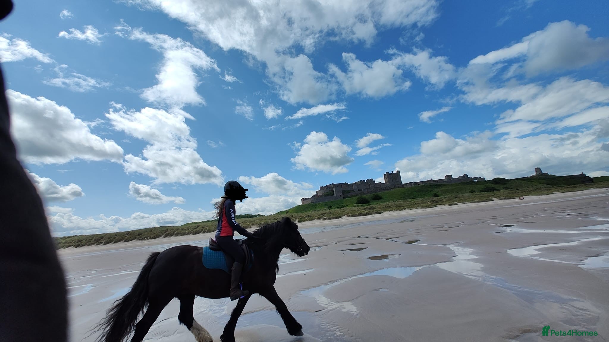 Irish Cob horses Minnie - 13.1/13.2 Cob Mare, 11yrs old - Advert 6