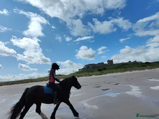 Irish Cob horses Minnie - 13.1/13.2 Cob Mare, 11yrs old - Advert 6