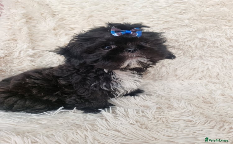 Shih Tzu dogs - Advert 2