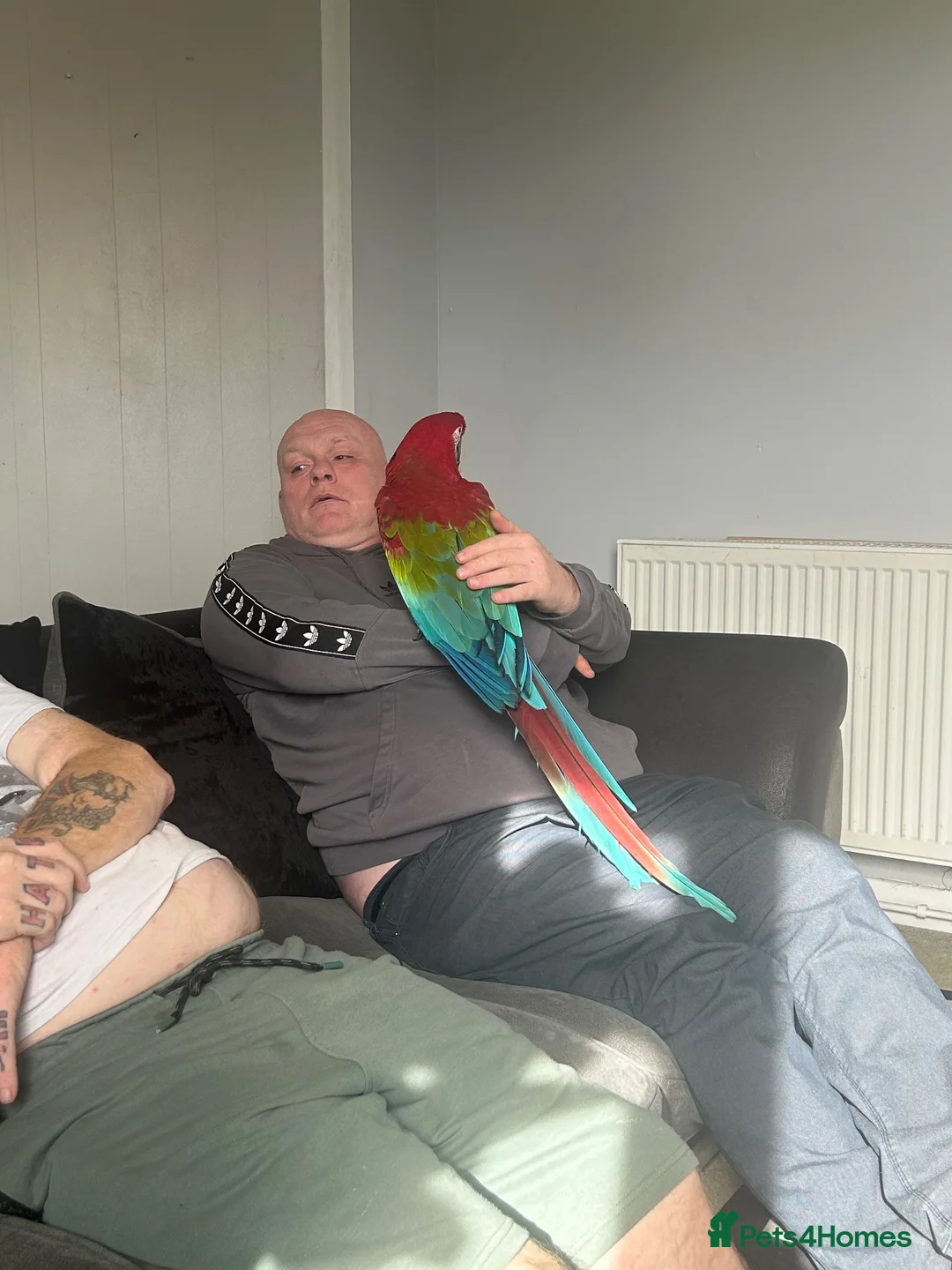 Macaws birds for sale: Greenwing macaw  - Advert 5