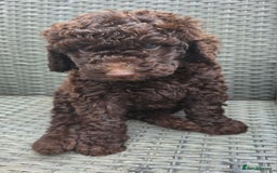 Newfypoo dogs for sale: 🐾 Beautiful Newfypoo x Standard Poodle Puppies 🐾 in Doncaster - Image 24