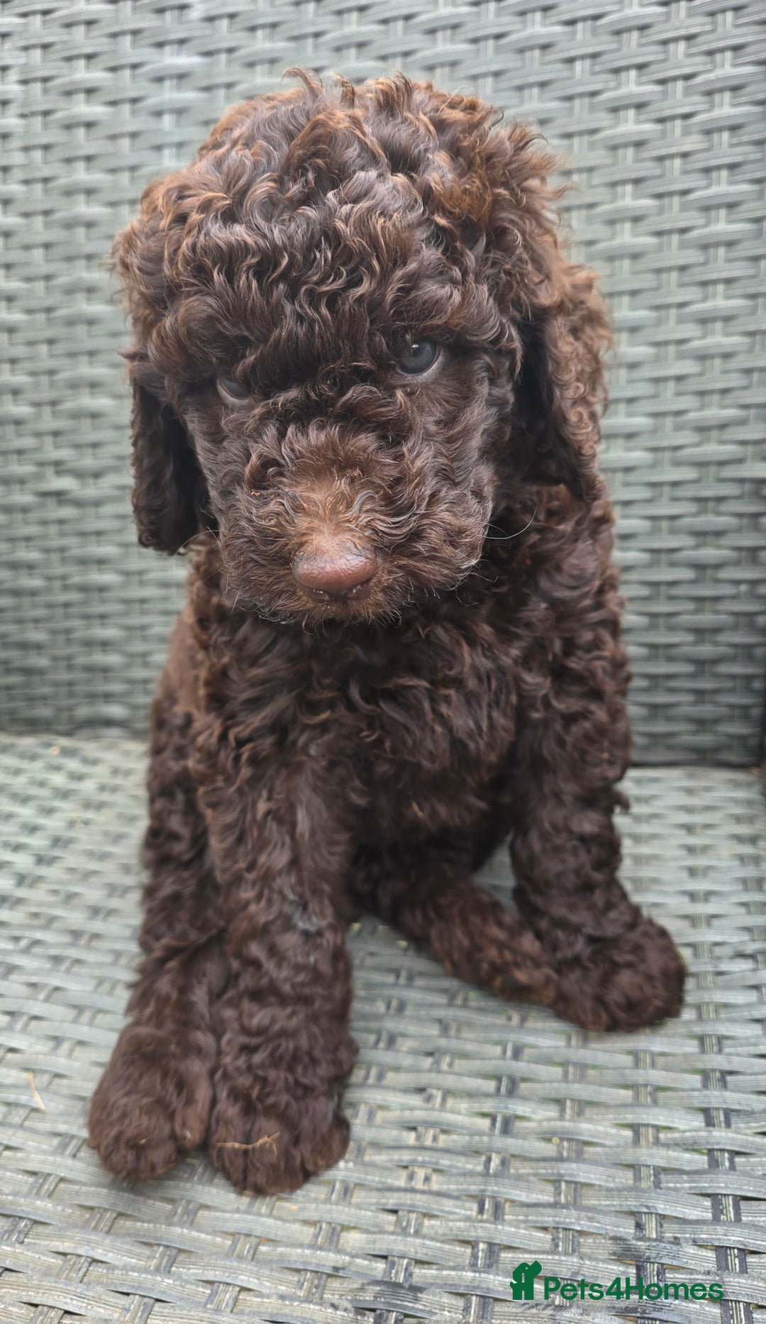Newfypoo dogs for sale: 🐾 Beautiful Newfypoo x Standard Poodle Puppies 🐾 in Doncaster - Image 24