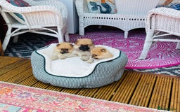 Pomeranian dogs for sale: Beautiful Full Pedigree Pomeranians - Image 6