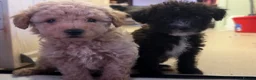 Jackapoo dogs for sale: Poodles 2 girls 1 boy  in Bangor - Advert 10