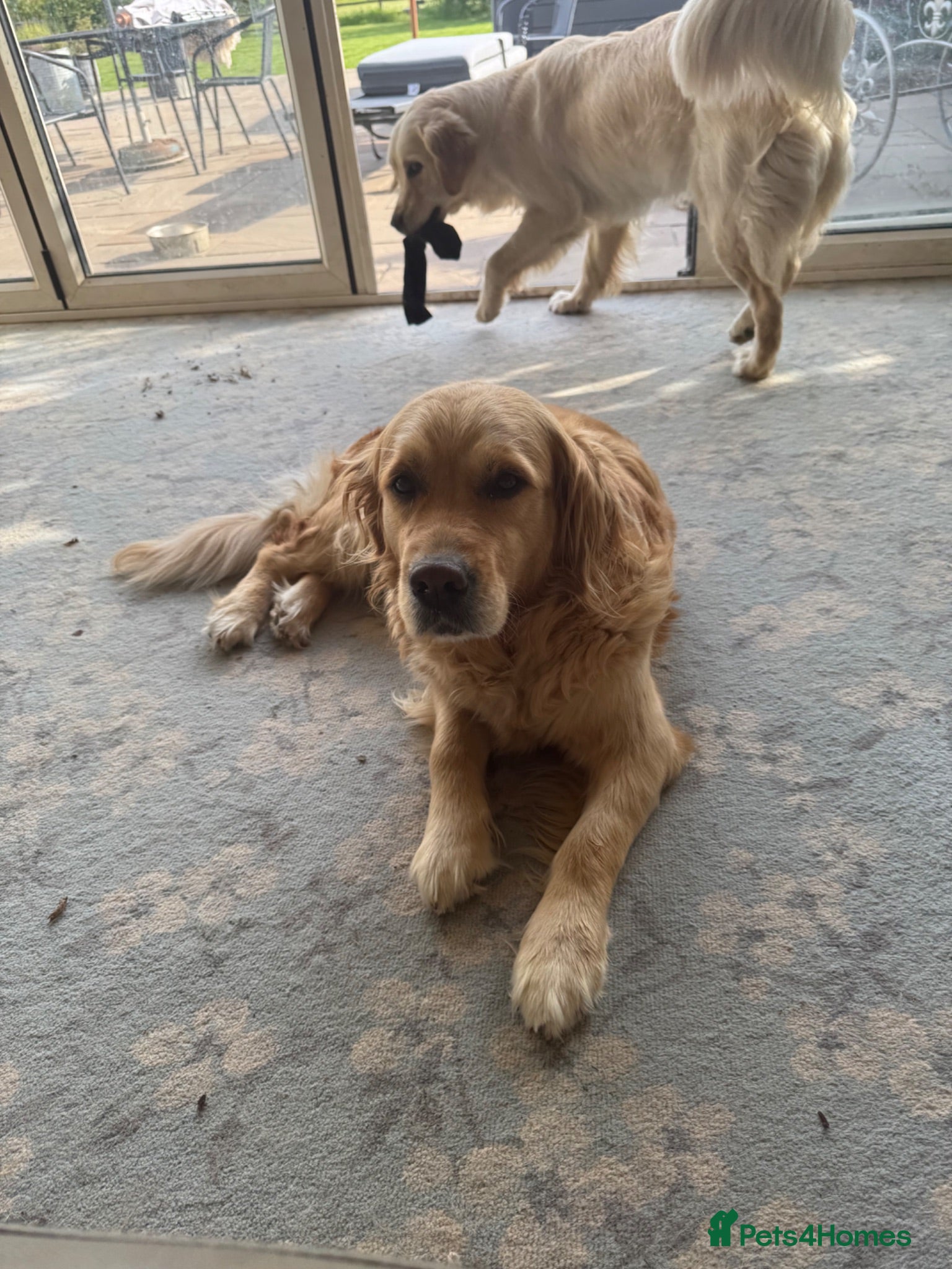 Golden Retriever dogs Daisy is looking for a new home - Advert 1