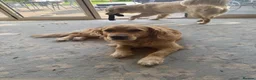 Golden Retriever dogs for sale: Daisy is looking for a new home - Advert 1