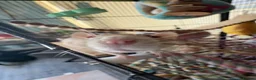Rat rodents for sale: 4 friendly female rats, cage , accessories  - Advert 3