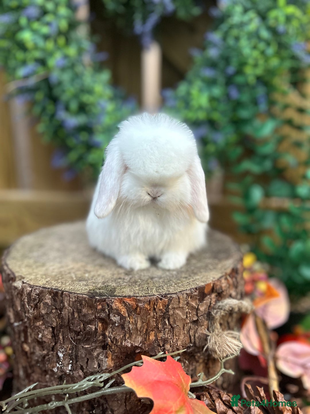 Mini Lop rabbits for sale: ⭐ PEDIGREE MINI LOP BABY BUNNIES ⭐  - Advert 7