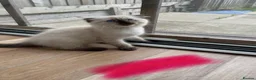 Scottish Fold cats for sale: Beautiful kittens🌹🤭 - Advert 16