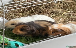 Guinea Pig rodents for sale: 3 male guinea pigs  - Image 4
