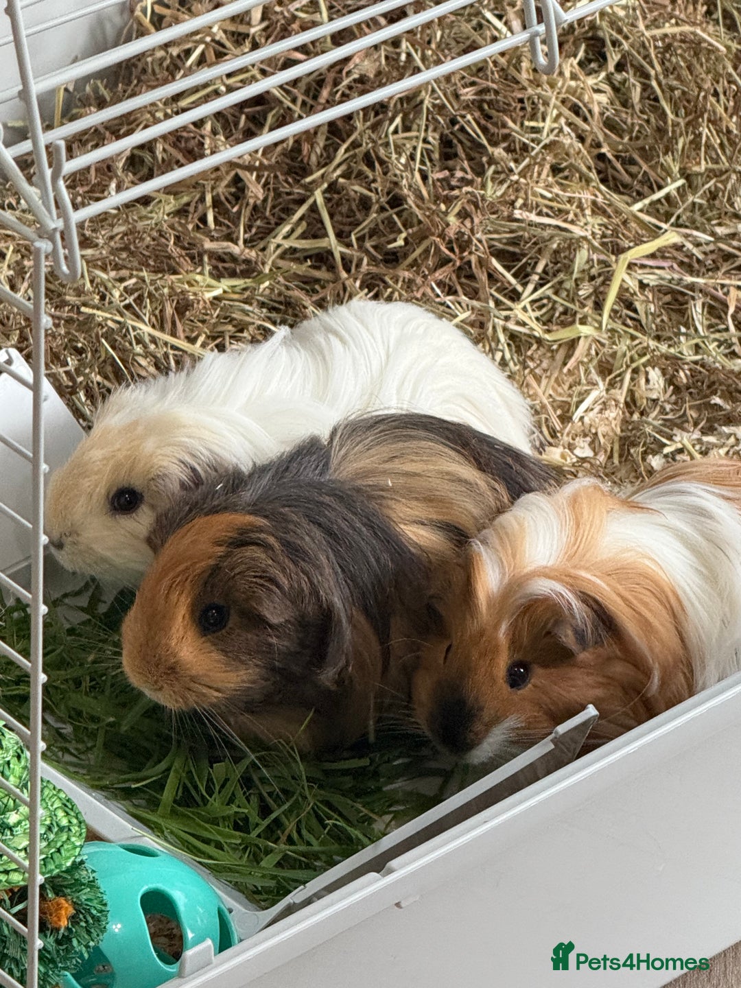 Guinea Pig rodents for sale: 3 male guinea pigs  - Image 4
