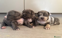American Bully dogs for sale: Pocket bully puppies ready soon  - Image 18
